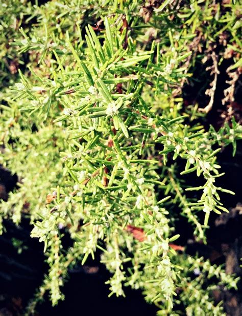 The Many Uses of Rosemary