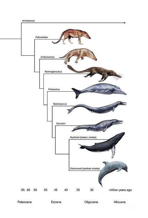 Whale Evolution Photograph by Mikkel Juul Jensen / Science Photo Library | Fine Art America