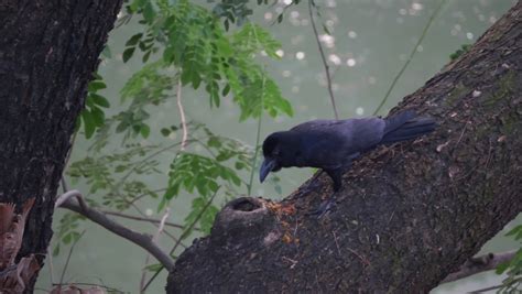 Crow Eating Food On a Stock Footage Video (100% Royalty-free) 1070929483 | Shutterstock