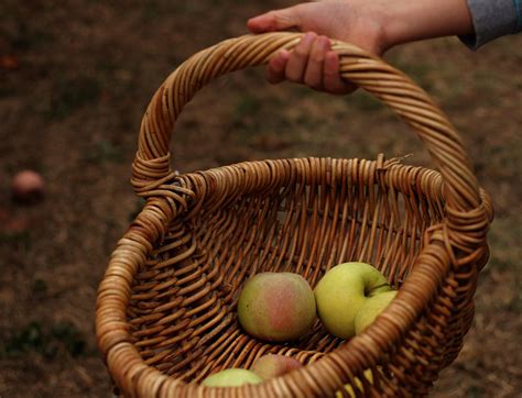 Apple picking in the Autumn ~ Happy Whimsical Hearts