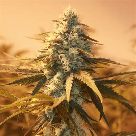 AK-48 Feminized seeds - Online Weed Seeds