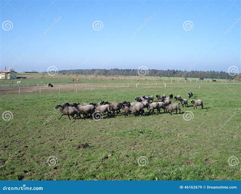 Sheep on pasture stock image. Image of download, sheep - 46162679