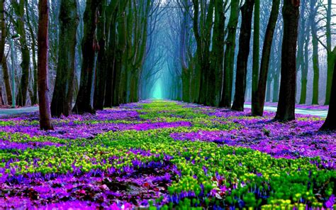 Spring Forest in Bloom HD Wallpaper