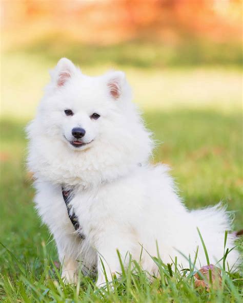 Miniature Samoyed: Do Mini Samoyeds Exist? (With Pictures)