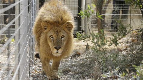 Rescued circus lions explore new home in South African sanctuary - CBS News