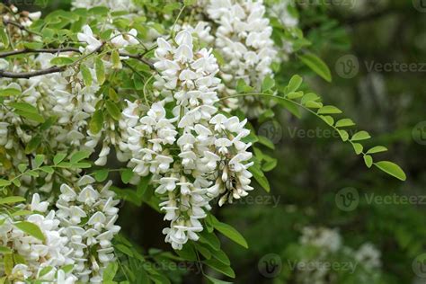 acacia tree flowers 17411496 Stock Photo at Vecteezy