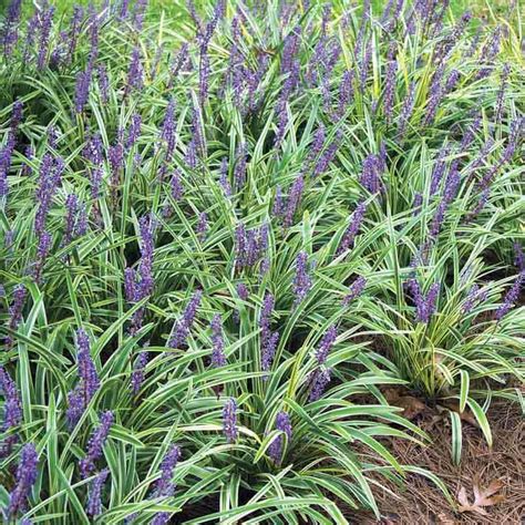 Liriope Variegated - Variegated Liriope Plant | Spring Hill Nursery