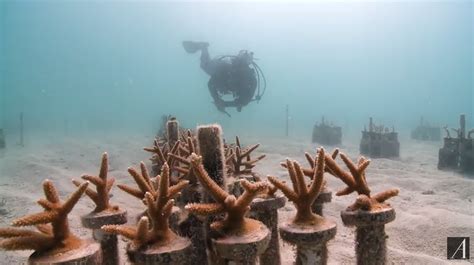 A Breakthrough for Coral Reef Restoration