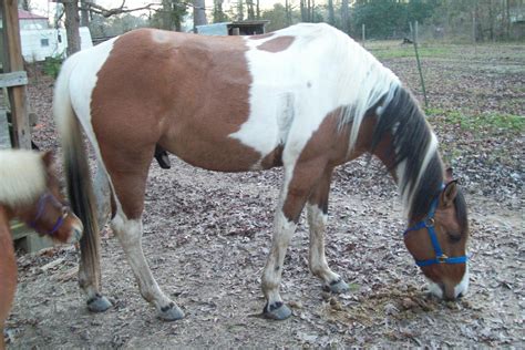 my horse Comanche | Animals beautiful, Horses, Animals