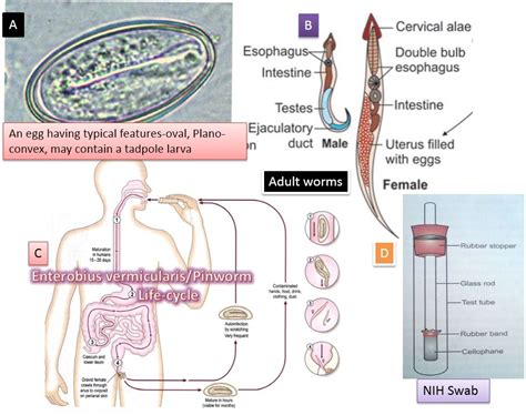 Enterobius vermicularis: Introduction, Morphology, Life Cycle, Mode Of