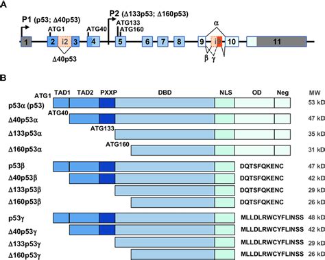 (A and B) The TP53 gene encodes twelve different isoform proteins. (A)... | Download Scientific ...