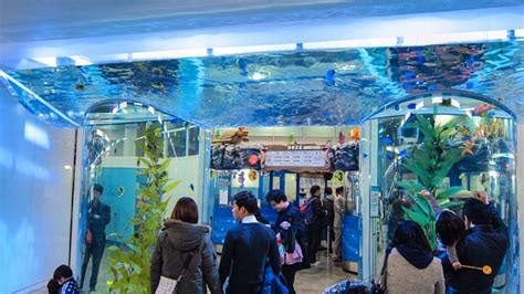 COEX Aquarium - The Seoul Guide