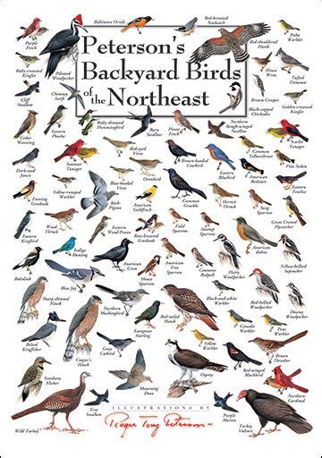 Peterson’s Backyard Birds of the Northeast - Poster Card(Set of 6 Greeting Cards) - Earth Sky ...