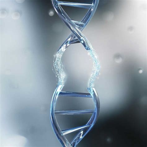 16p11.2: rare genetic changes linked to autism now connected to higher ...