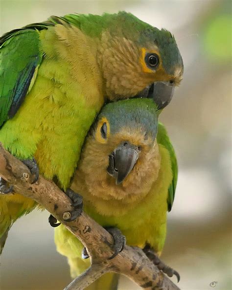 Love And Respect, Aruba, Caribbean, Wildlife, Birds, Animals, Animales, Animaux, Bird