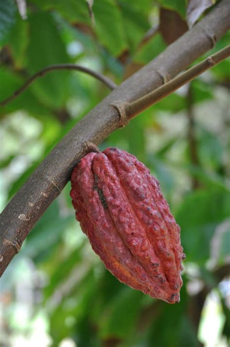 Cocoa fruit in the tree stock image. Image of tropical - 66844447