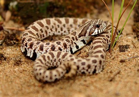 Western Hognose Snake 101: Care, Size, Facts, Habitat...