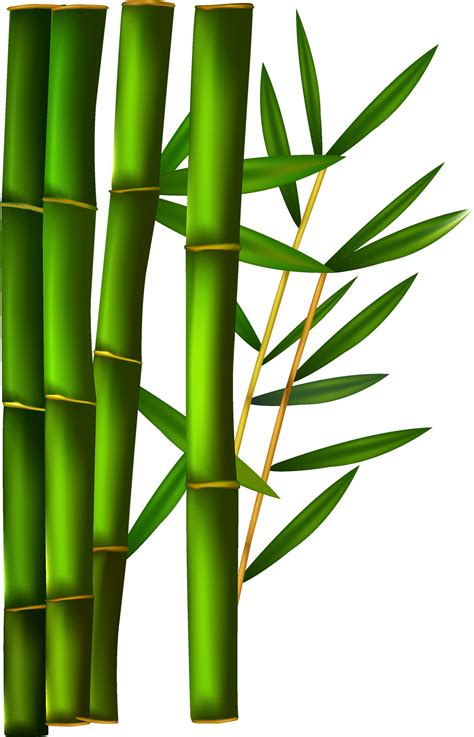 Bamboo PNG