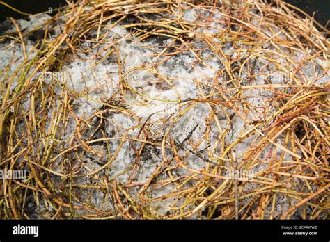 Decaying organic matter hi-res stock photography and images - Alamy