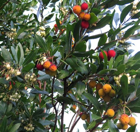 Arbutus unedo - Trees and Shrubs Online