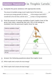 Trophic Levels Worksheets