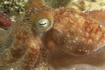 Pet Octopus Species | Animals - mom.me