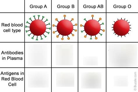 Blood type antigens and antibodies Diagram | Quizlet