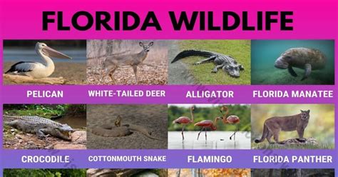 Florida Wildlife: List of 20 Animals That Live In Florida with ...