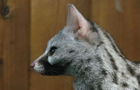 Common Genet | The Animal Facts | Appearance, Diet, Habitat, Behavior