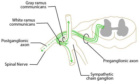 DIVISIONS OF THE NERVOUS SYSTEM