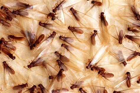 Everything You Need to Know About Termites - Part 1 - Insight Pest Control