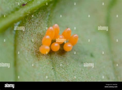 Insect eggs hi-res stock photography and images - Alamy