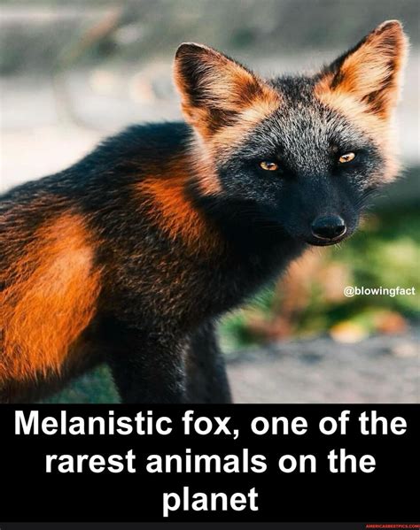 Melanistic foxes, a rare variation of the red fox species, are known for their predominantly ...