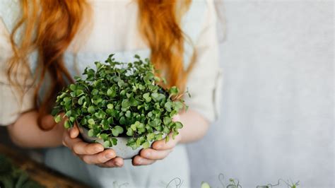 Best microgreens to grow indoors: 11 easy crops to try