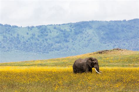 ngorongoro crater elephant - null | Places to visit, Travel around the ...