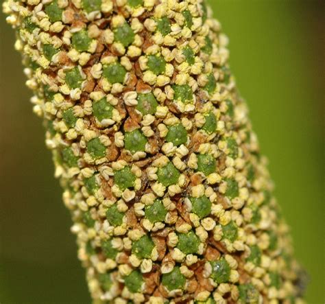 Acorus Calamus (Root And Oil) - Health Benefits, Uses, Effects