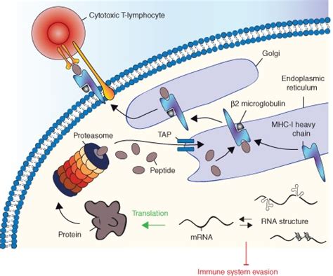 The MHC class I antigen presentation pathway. Once transcribed, viral ...