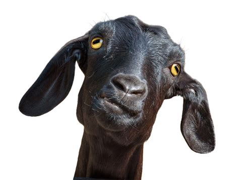 Isolated Head Of Silly Looking Black Goat With Clipping Path Stock Photo - Download Image Now ...