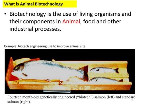 Introduction to Animal Biotechnology