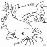 Coloring Pages For Catfish sketch template
