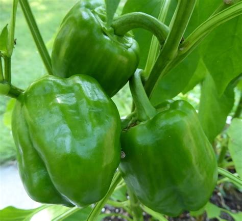 Sweet Pepper - Emerald Giant - St. Clare Heirloom Seeds