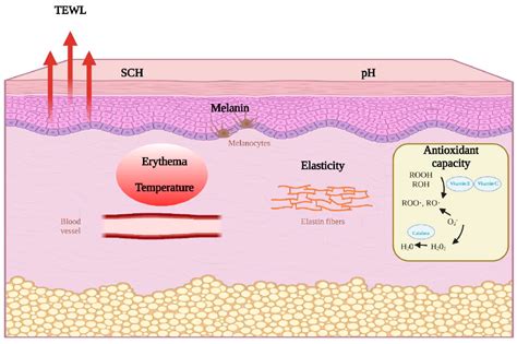 IJERPH | Free Full-Text | The Assessment of Skin Homeostasis Changes after Using Different Types ...