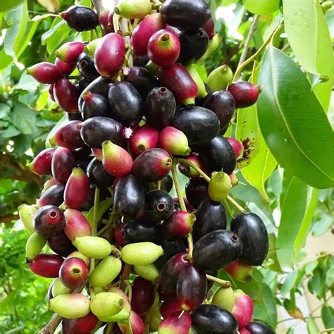 Syzygium cumini - Jamun tree (Java plum)