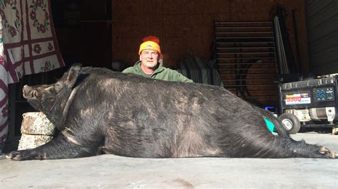 Another giant wild boar killed in eastern North Carolina | FOX8 WGHP