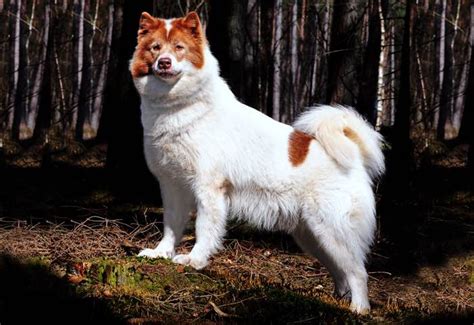 Are Canadian Eskimo Dog Hypoallergenic