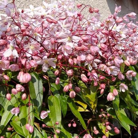 Clematis armandii Apple Blossom - Scented Evergreen Spring Flowering ...