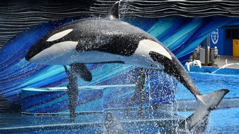 Orca Encounter (Full Show) at SeaWorld Orlando - February 8, 2020 - YouTube