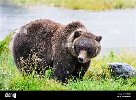 Grizzly Bear, Kenai Wildlife Preserve, Kenai Peninsula, Alaska, USA ...