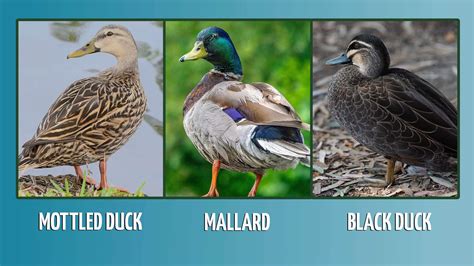 Mottled Duck vs. Mallard vs. Black Duck: What’s the Difference ...