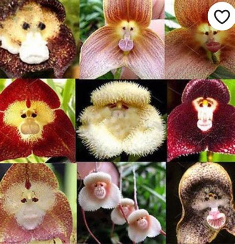 Rare Orchid Species That Look Like Tiny Monkey Faces | Orchid seeds, Rare orchids, Flower seed gifts